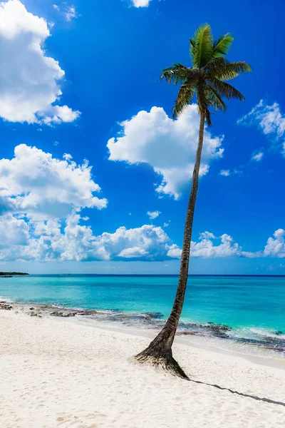 Hermoso paisaje caribeño con palmera en la playa — Foto de Stock