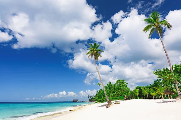 ビーチにヤシの木がある美しいカリブ海の風景 — ストック写真
