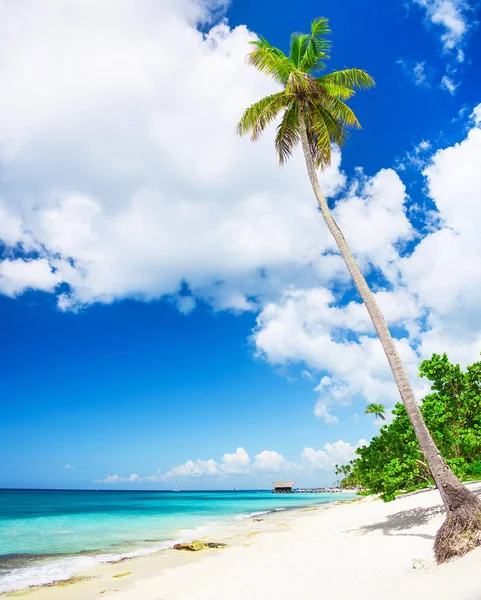 Hermoso paisaje caribeño con palmera en la playa —  Fotos de Stock