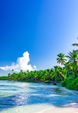 Mavi gökyüzüne karşı palmiye ağacı