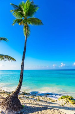 Mavi gökyüzüne karşı palmiye ağacı