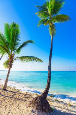 Mavi gökyüzüne karşı palmiye ağacı