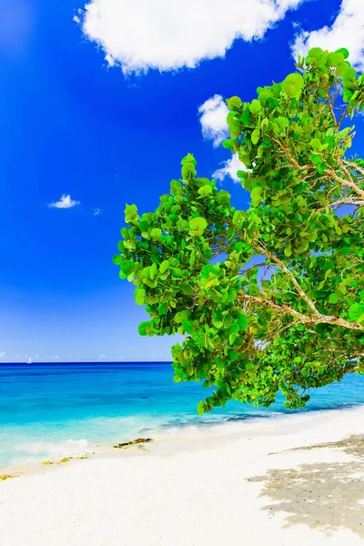 Песчаный морской пляж Карибского моря — стоковое фото