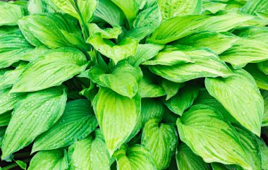 Yeşil bir yaprağa çiy damlaları düşer, bitki