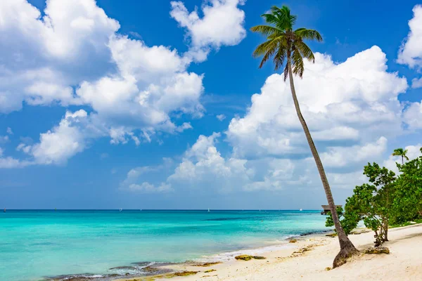 Beau Paysage Tropical Océan Atlantique Palmier Contre Cielpalm Ocean Sky — Photo