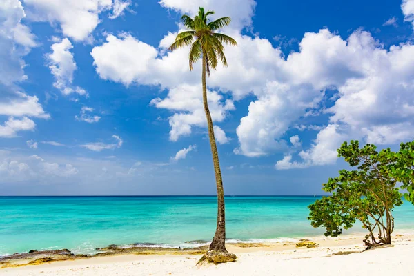 Hermoso Paisaje Tropical Palma Del Océano Atlántico Contra Cielo Palm —  Fotos de Stock