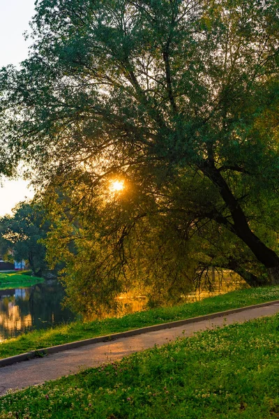 Alba Colorata Mattina Presto Uno Stagno Raggi Sole Attraverso Rami — Foto Stock