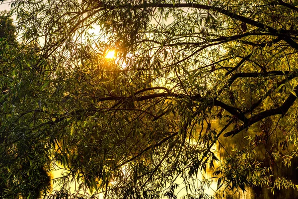 Kleurrijke Dageraad Vroeg Ochtend Een Vijver Zonnestralen Door Boomtakken — Stockfoto