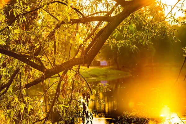 Aube Colorée Tôt Matin Sur Étang Rayons Soleil Travers Les — Photo