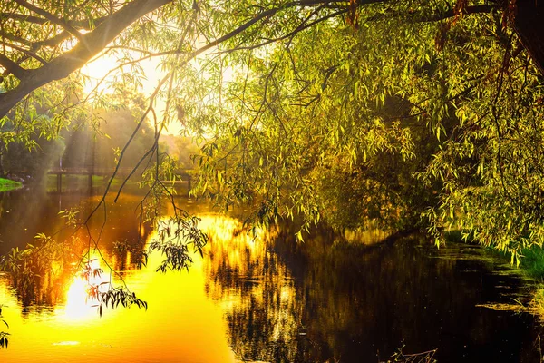 木の枝を通して池の太陽光線の上にカラフルな夜明け早朝 — ストック写真