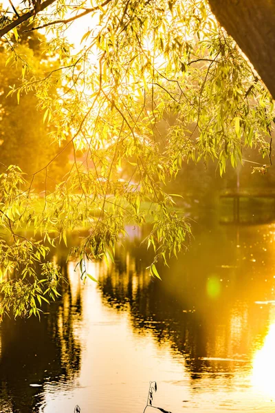 木の枝を通して池の太陽光線の上にカラフルな夜明け早朝 — ストック写真