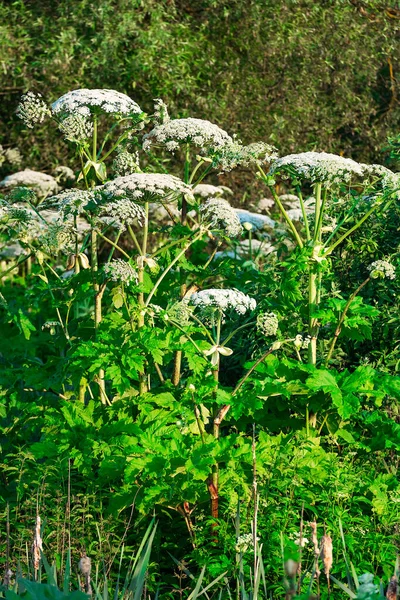 Empoisonné Dangereux Floraison Herbe Géante Grande Hogweed — Photo