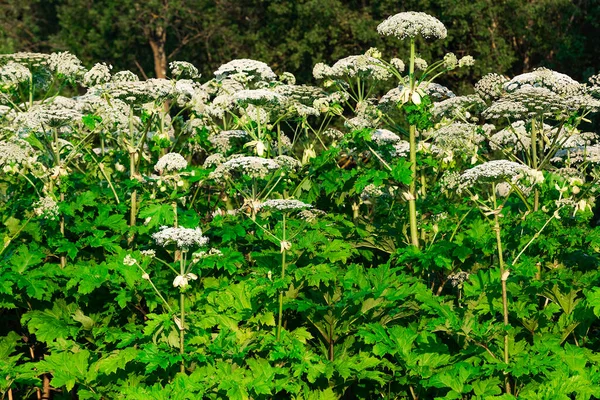 Empoisonné Dangereux Floraison Herbe Géante Grande Hogweed — Photo