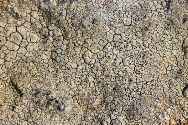 Surface Texture Sea Stone Dried Cracked Growths Stones — Stock Photo, Image