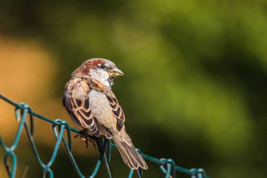 Net bir çit oturan erkek Sparrow. Arka plan bulanık.
