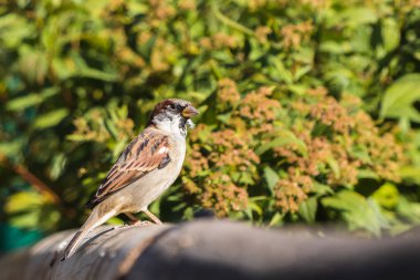 Ahşap bir çit oturan erkek Sparrow. Arka plan bulanık.
