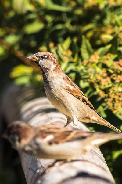 Male Sparrow Duduk Pagar Kayu Latar Belakang Kabur — Stok Foto