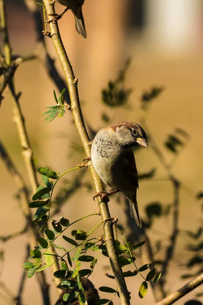 Male Sparrow Sitting Branches Bush Blurred Background — Stock Photo, Image