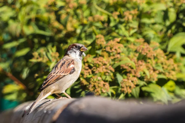 Ahşap bir çit oturan erkek Sparrow. Arka plan bulanık.