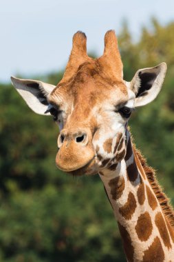 Giraffes in the zoo. Giraffe is the tallest animal in the world. clipart