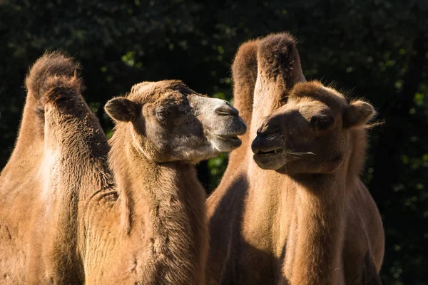 Dwa Garbaty Wielbłąd Lub Bactrian Lat Camelus Bactrianus — Zdjęcie stockowe