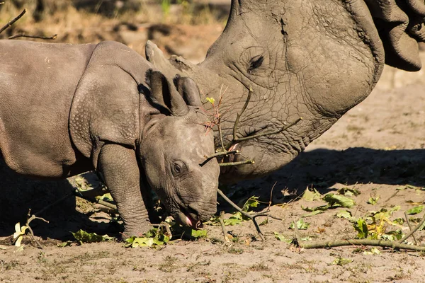 A newborn baby Rhino with mother at the zoo.