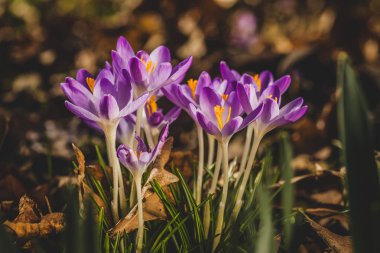 Birkaç mor çiğdemler yakın çekim arka plan bulanık.