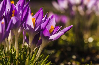 Birkaç mor çiğdemler yakın çekim arka plan bulanık.