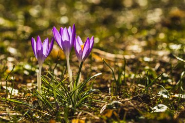 Birkaç mor çiğdemler yakın çekim arka plan bulanık.