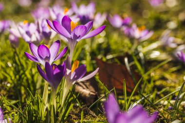 Birkaç mor çiğdemler yakın çekim arka plan bulanık.