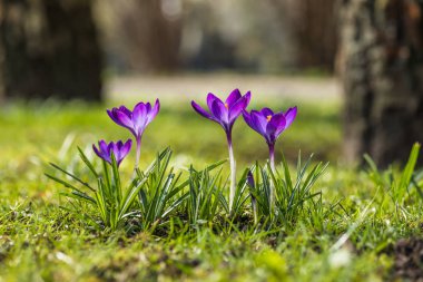 Birkaç mor çiğdemler yakın çekim arka plan bulanık.
