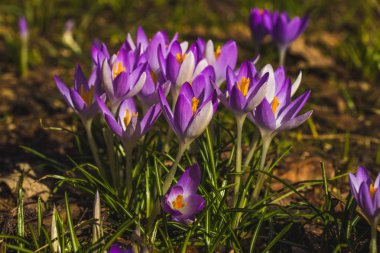 Birkaç mor çiğdemler yakın çekim arka plan bulanık.