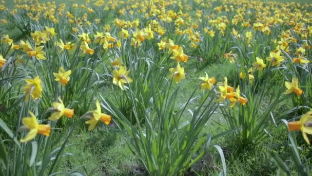 Zwaaien van de wind narcissen in het veld, op een zonnige dag. — Stockvideo