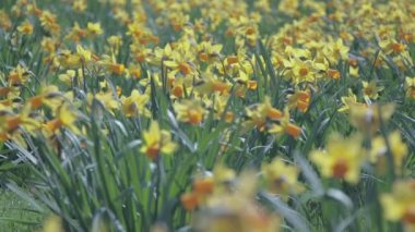 Güneşli bir günde, alanda rüzgar nergis gelen sallanan.