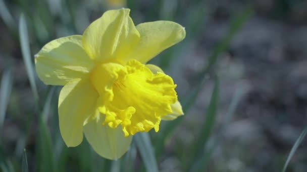 Schwankend vor dem Wind Narzissen auf dem Feld, an einem sonnigen Tag. — Stockvideo