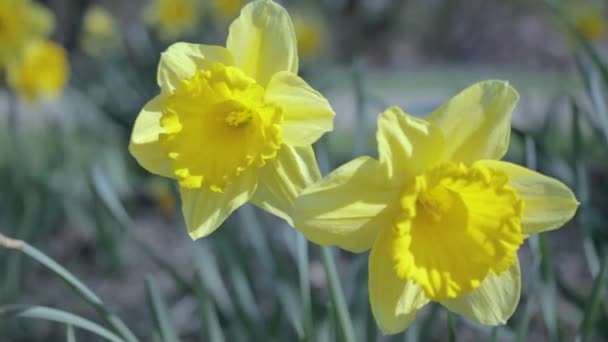 Swaying from the wind daffodils in the field, on a Sunny day. — Stock Video