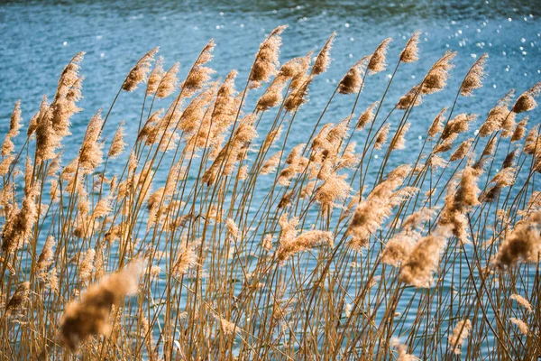 Reeds foukající ve větru podél říční banky na venkově. — Stock fotografie