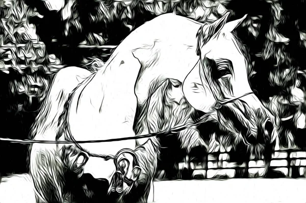 Ελεύθερο Άλογο Κεφάλι Τέχνη Σχεδιασμού — Φωτογραφία Αρχείου