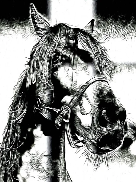 Freehand Horse Head Art Design — Stock Photo, Image