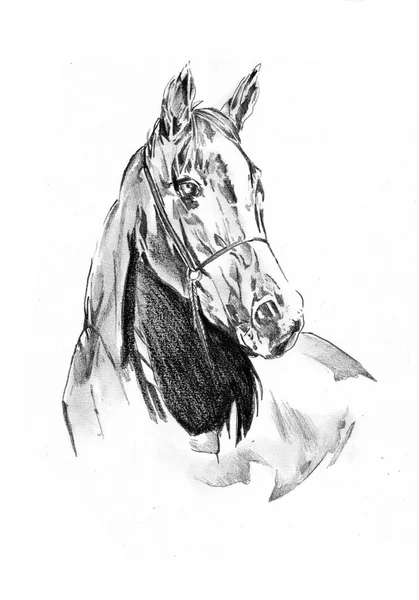 Disegno Matita Testa Cavallo Mano Libera — Foto Stock