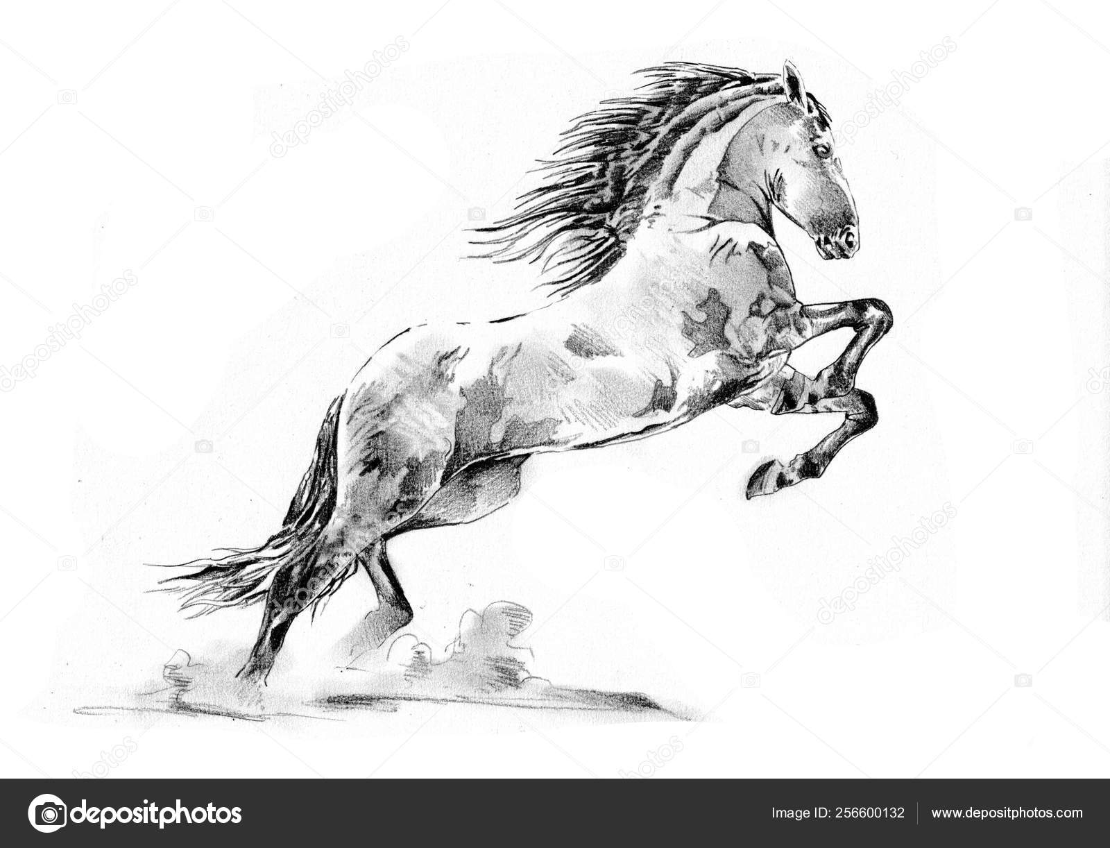 Desenho De Lápis Da Cabeça De Cavalo Ilustração Stock