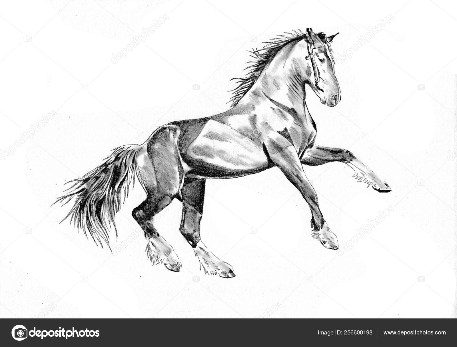 Desenho De Lápis Da Cabeça De Cavalo Ilustração Stock