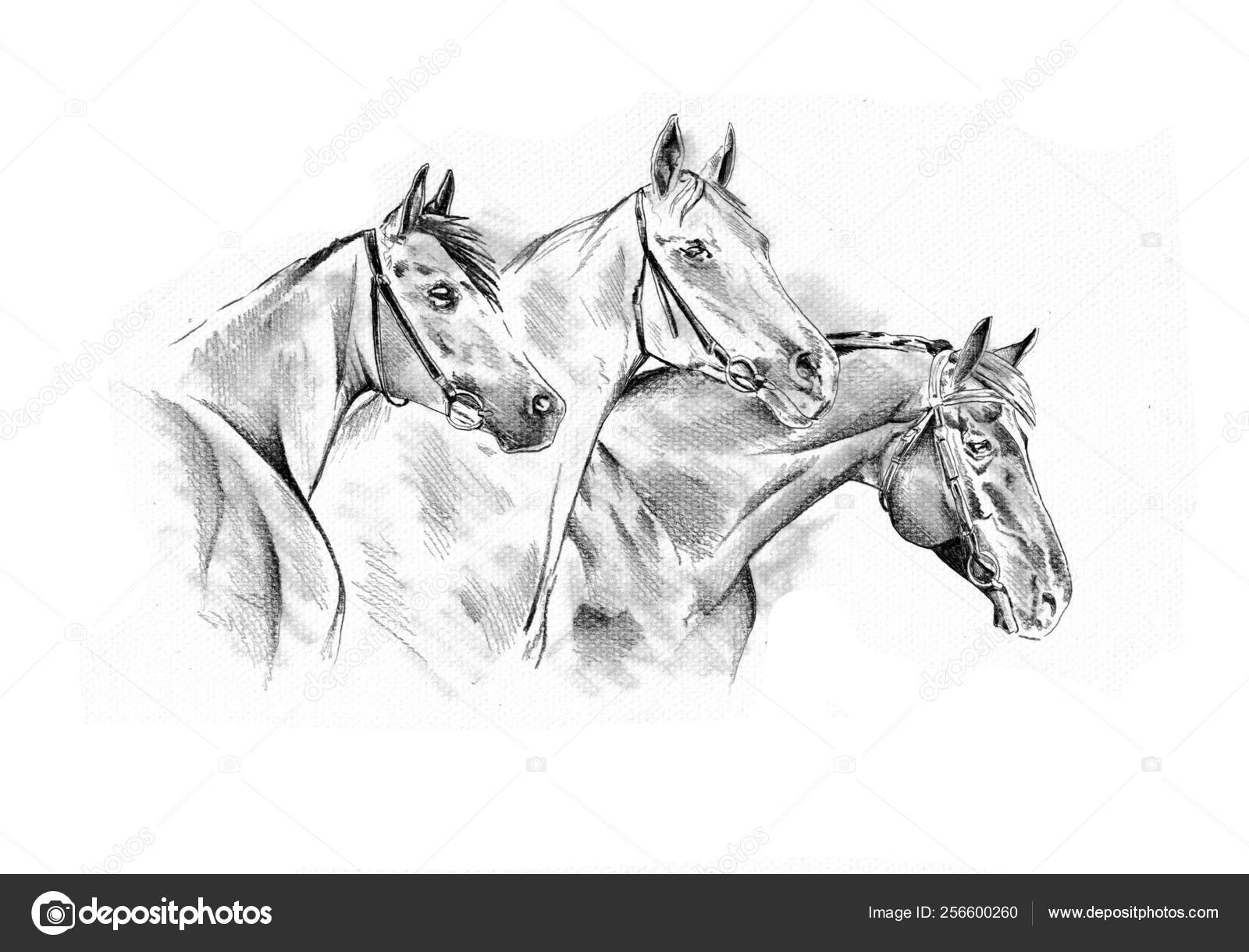 Quarter Horse Head Drawings