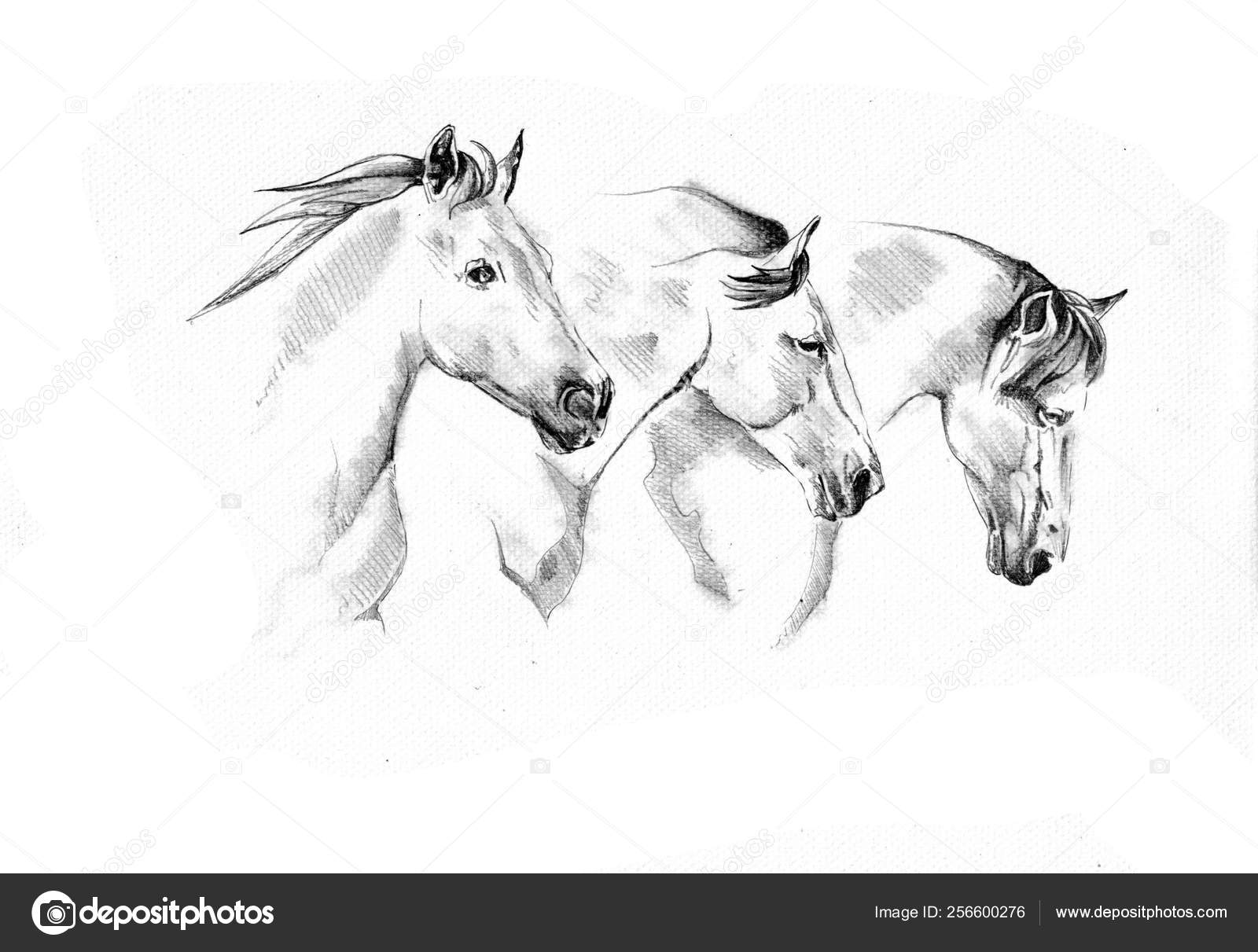 Desenho De Lápis Da Cabeça De Cavalo Ilustração Stock