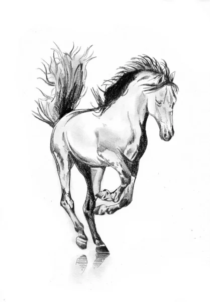 Freehand Horse Head Pencil Drawing — Stock Photo, Image