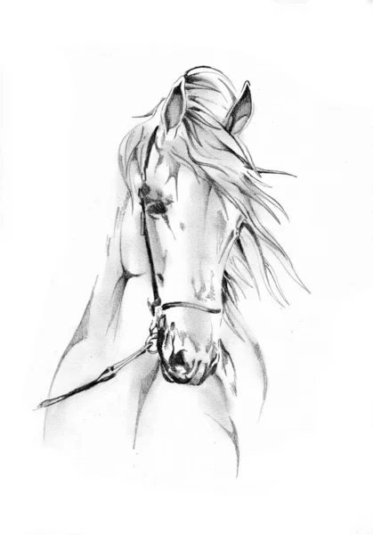 Rysunek Ołówkiem Głowa Konia Odręczne — Zdjęcie stockowe