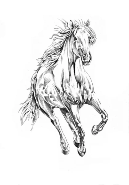 Freehand Häst Huvudet Blyertsteckning — Stockfoto