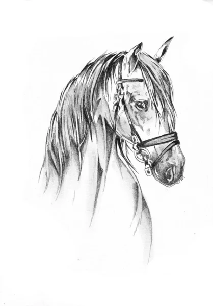 Tête Cheval Main Levée Dessin Crayon — Photo