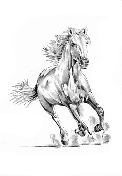 Tête Cheval Main Levée Dessin Crayon — Photo