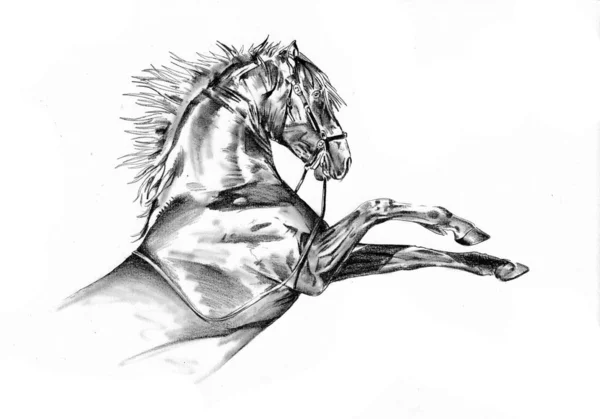 Dibujo Mano Alzada Cabeza Caballo Lápiz — Foto de Stock